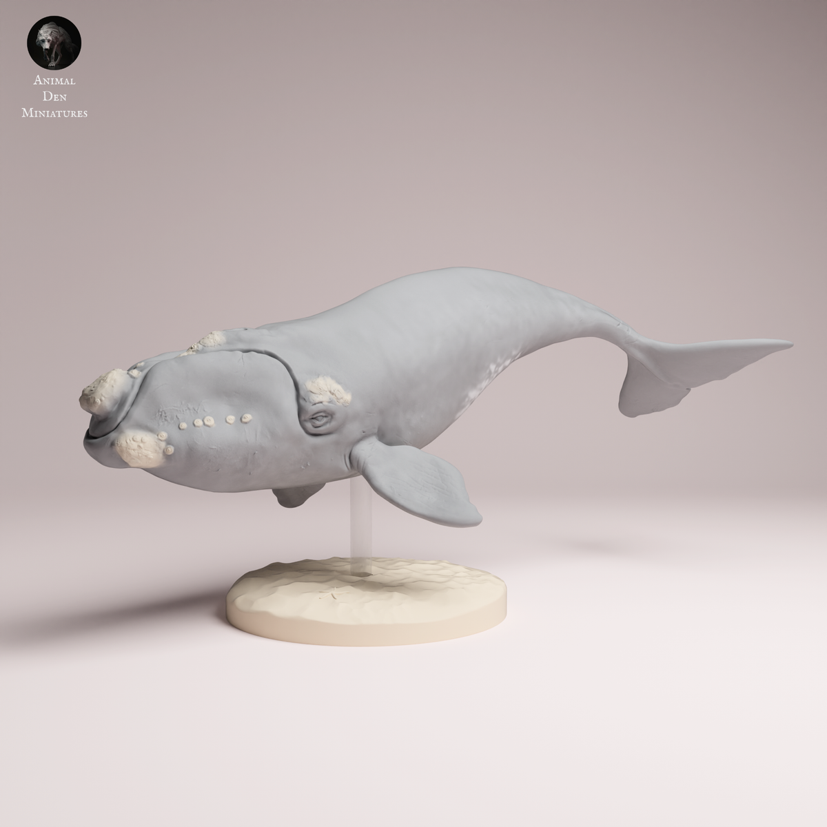 Anml-260210 Southern right whale（ミナミセミクジラ） – サベージ