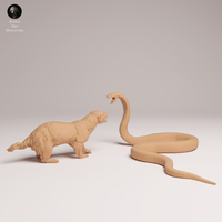 Anml-250804 Honey Badger vs Black Mamba(ミツアナグマVSブラックマンバ)