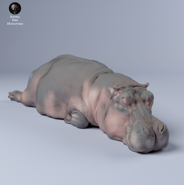 Anml-240310 Hippo sleep