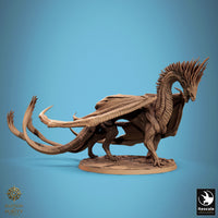 Lop-250813 Dragon Watcher Walk