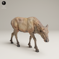 Anml-250613 Rocky mountain elk cow feed （餌を漁るメスエルク）