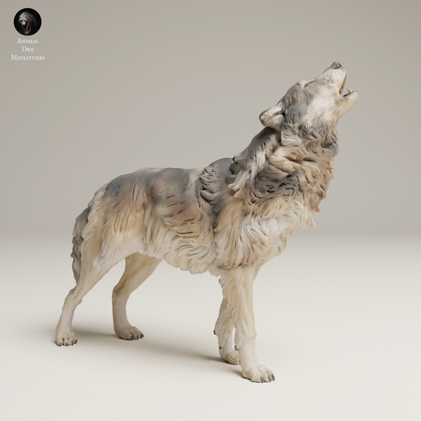 Anml-250604 Grey wolf howl（ハイイロオオカミ）