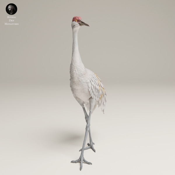 Anml-250601 Greater sandhill crane （カナダヅル)