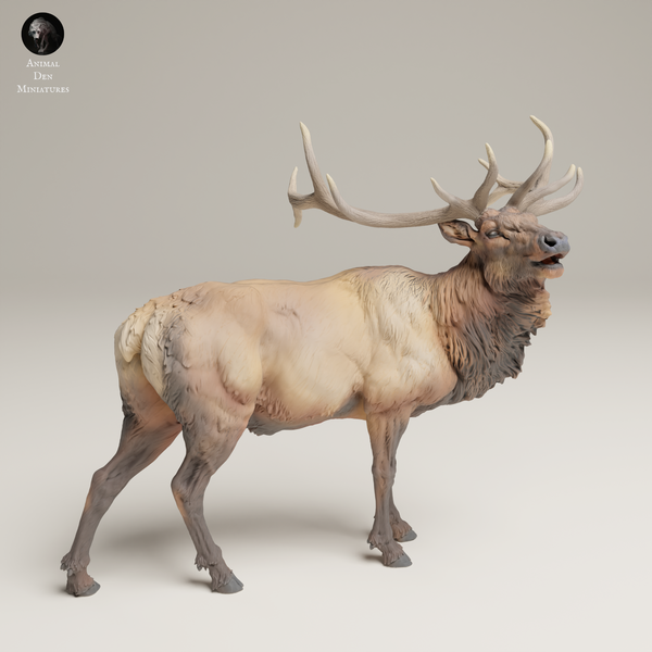 anml-250610 Rocky mountain elk bugle （遠吠えするエルク）