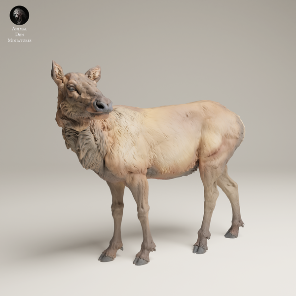 Anml-250612 Rocky mountain elk cow (メスエルク）