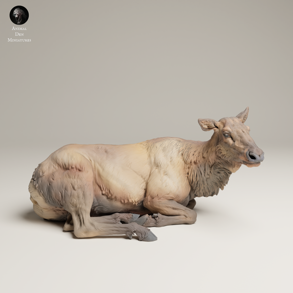 Anml-250614 Rocky mountain elk cow lying （横たわるメスエルク）