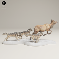 Anml-250607 Grey wolves hunting elk cow （エルクを狩るハイイロオオカミ）
