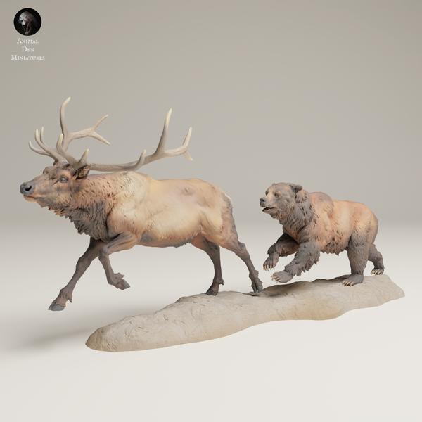 Anml-250608 Grizzly chasing elk （エルクを追いかけるグリズリー）