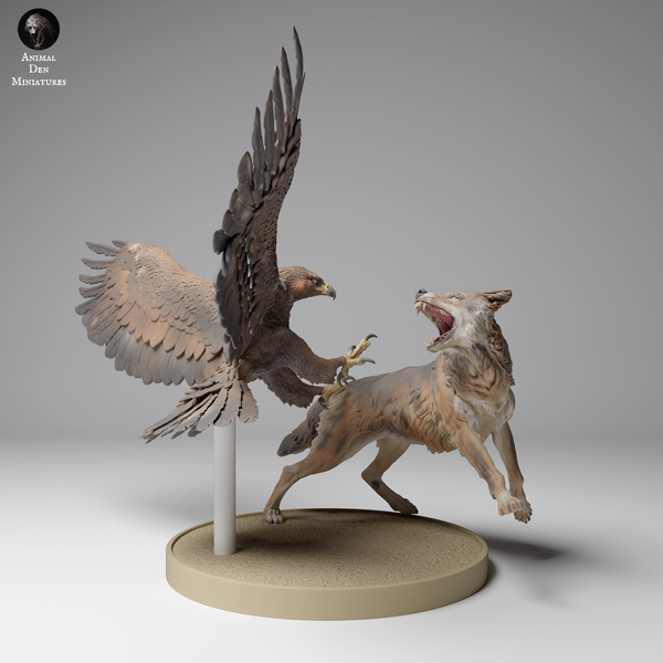 Anml-241203 Golden eagle vs wolf