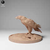 Anml-241202 Golden eagle stand