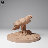 Anml-241202 Golden eagle stand