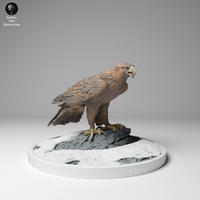 Anml-241202 Golden eagle stand