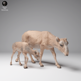 Anml-241206 Mongolian saiga female and calf（サイガ）