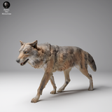 Anml-241209 Mongolian wolf walk（チベットオオカミ）