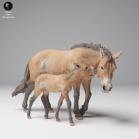 Anml-241212 Przewalskis horse female and calf（モウコノウマ）