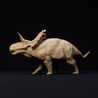 DinD-241004 Lokiceratops ロキケラトプス