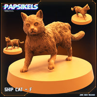 Pap-230609 SHIP CAT F