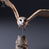 American Barn Owl Fly - Animal Den Miniatures