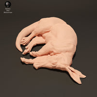 Anml-230801 Aardvark Sleep