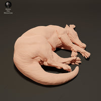 Anml-230801 Aardvark Sleep