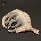 Anml-230801 Aardvark Sleep