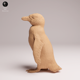 Anml-260202 African_penguin（ケープペンギン）