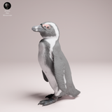Anml-260202 African_penguin（ケープペンギン）