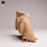 Anml-260203 African penguins couple（ケープペンギン）