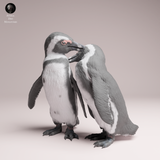 Anml-260203 African penguins couple（ケープペンギン）