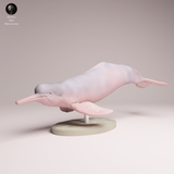 Anml-251105 Pink River Dolphin（アマゾンカワイルカ）