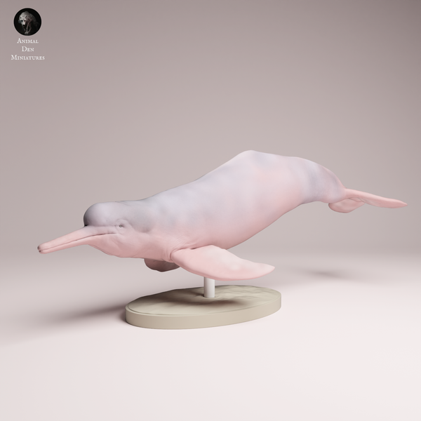 Anml-251105 Pink River Dolphin（アマゾンカワイルカ）