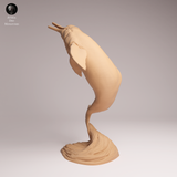 Anml-251106 Pink River Dolphin Breaching（アマゾンカワイルカ）