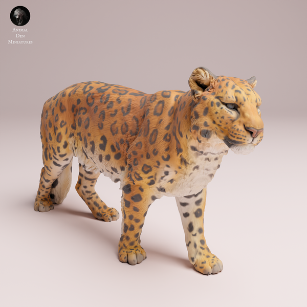 Anml-250701 Amur Leopard（アムールヒョウ）