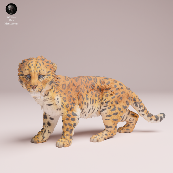 Anml-250703 Amur Leopard cub（アムールヒョウの子ども）