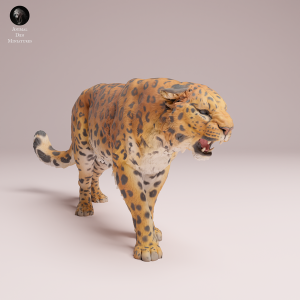 Anml-250706 Amur Leopard roar（アムールヒョウ）