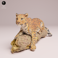 Anml-250705 Amur Leopard on tree（アムールヒョウ）