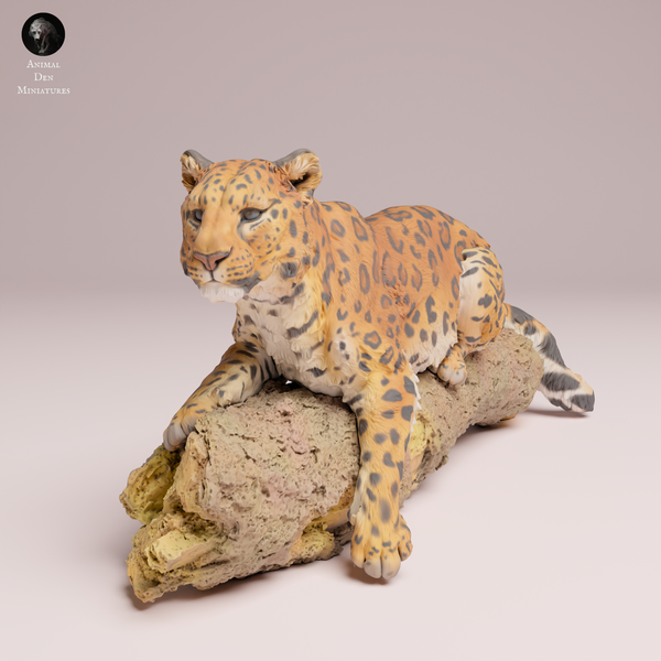 Anml-250705 Amur Leopard on tree（アムールヒョウ）