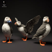 Anml-240101 Atlantic puffins（ニシツノメドリ）