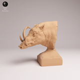 Anml-251207 North Sulawesi Babirusa bust（バビルサ）