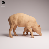 Anml-251208 North Sulawesi Babirusa female and piglet（バビルサ）