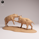 Anml-251209 North Sulawesi Babirusa fight（バビルサ）