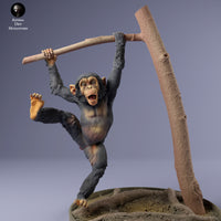 Anml-240205 Chimpanzee infant hanging（チンパンジー）
