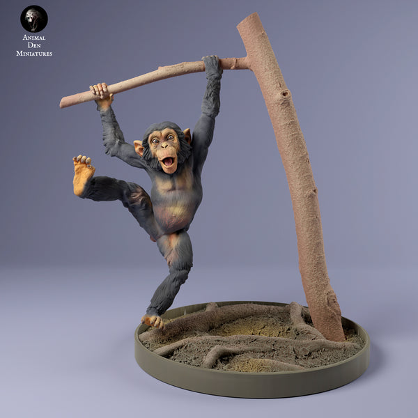 Anml-240205 Chimpanzee infant hanging（チンパンジー）