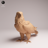 Anml-260601 Bearded Vulture（ヒゲワシ）