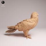 Anml-260601 Bearded Vulture（ヒゲワシ）