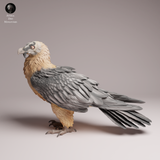 Anml-260601 Bearded Vulture（ヒゲワシ）