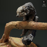 Anml-230501 Binturong climbing