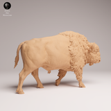 Anml-250901 American Bison