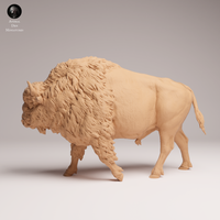 Anml-250901 American Bison