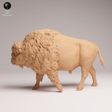 Anml-250901 American Bison